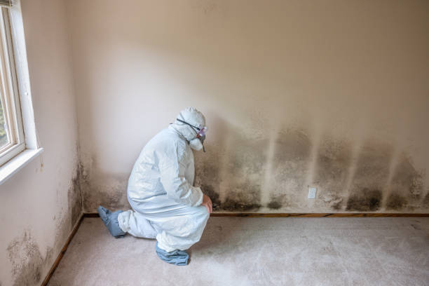 Mold Odor Removal Services in Sheridan, AR